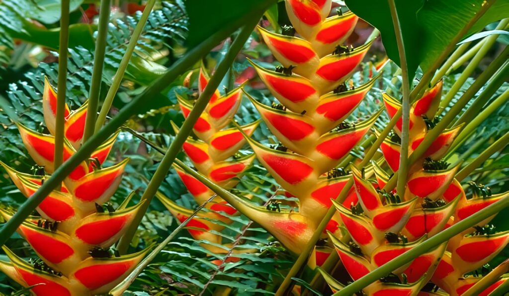 Decoración Heliconias Bodas Costa Rica